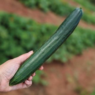 Summer Dance Cucumber Thumbnail